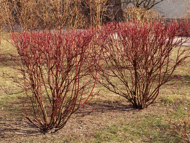 Dereń czerwony w ogrodzie