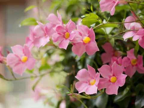Mandevilla na balkon