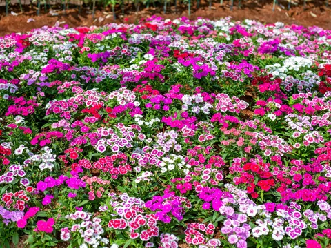 Goździk brodaty do ogrodu