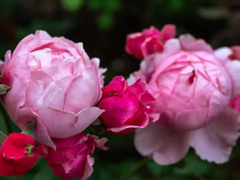 Róża ‘Brother Cadfael’ w ogrodzie