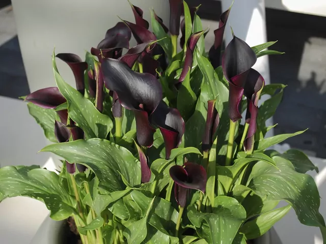 Kalia doniczkowa w domu