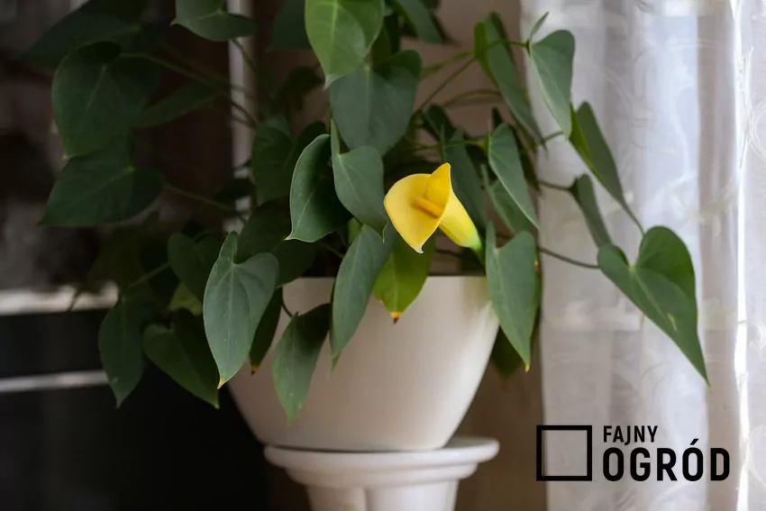 Najlepsze podłoże dla kalii to próchnicza, wilgotna ziemia o odczynie obojętnym Żółty kwiat kalii w uprawie doniczkowej