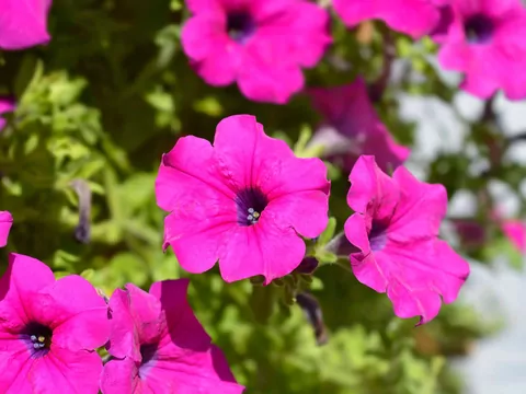 Metoda grecka przy uprawie surfinii