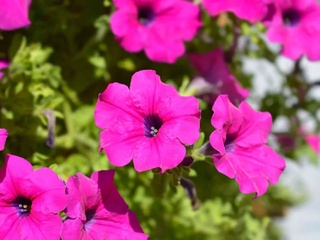 Metoda grecka przy uprawie surfinii