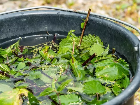 Naturalny nawóz z pokrzyw