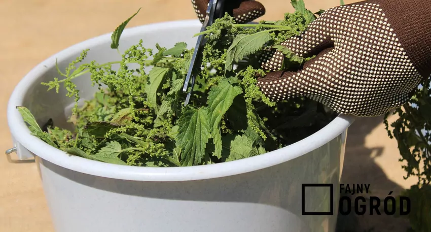 Świeże młode pokrzywy – podstawa domowego nawozu dla zdrowych roślin Pokrzywa w wiadrze na nawóz z pokrzyw