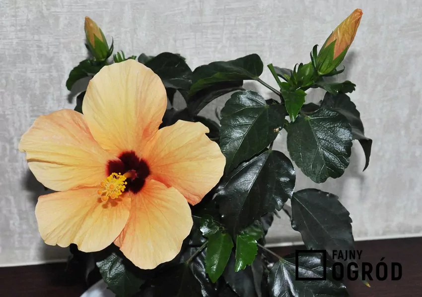 Chińska róża o jasnożółtych kwiatach