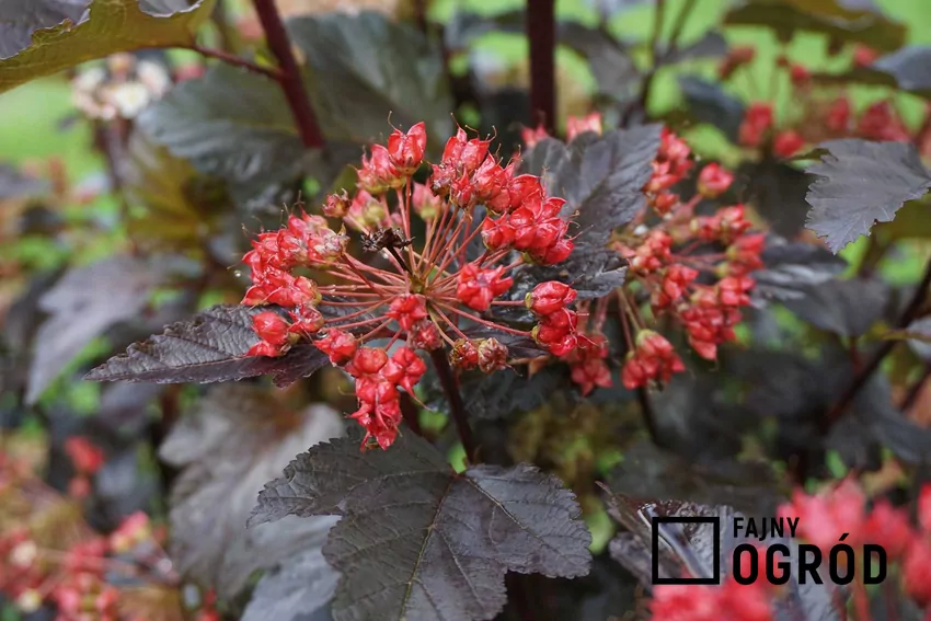 Pęcherznica 'Diabolo' o ciemnoczerwonych liściach
