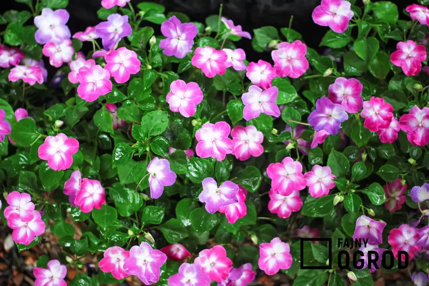 Niecierpek nowogwinejski w doniczce – intensywne barwy idealne na balkon Niecierpek w ogrodzie w czasie kwitnienia