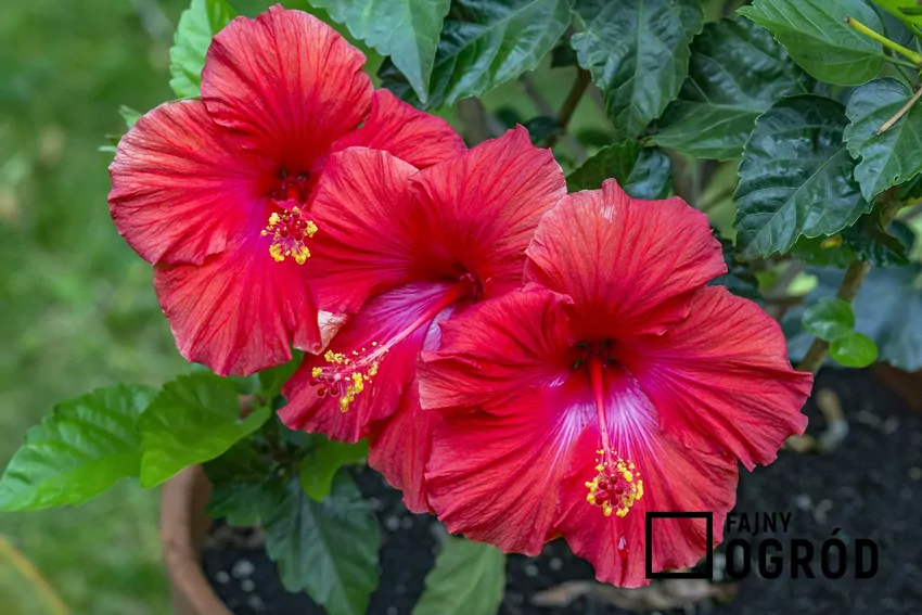 Czerwony hibiskus w doniczce