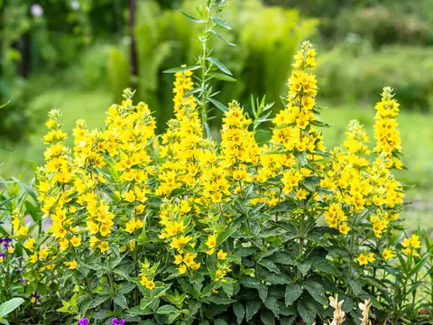 Tojeść kropkowana do ogródka