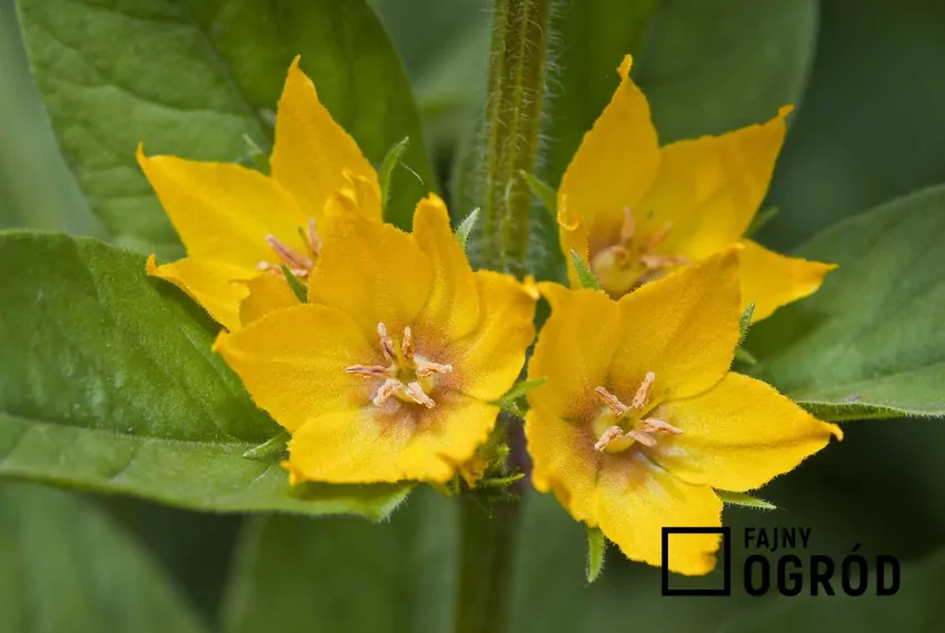 Kwiat tojeści kropkowanej