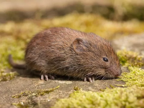 Sposób na nornice w ogrodzie