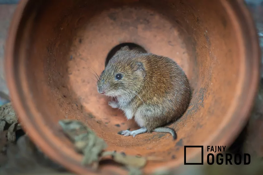 Nornica w glinianej doniczce