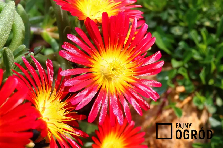 Słonecznica o czerwonych kwiatach