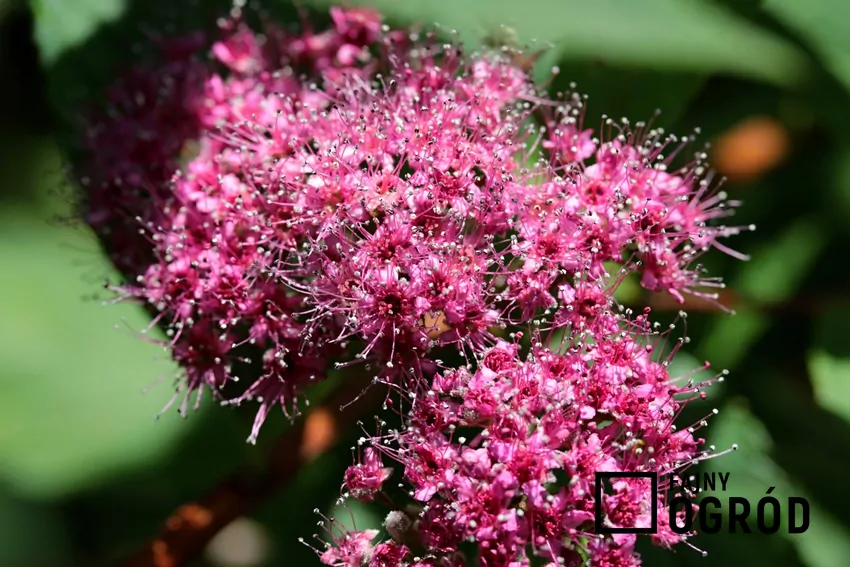 Tawuła japońska i zbliżenie na jej kwiaty