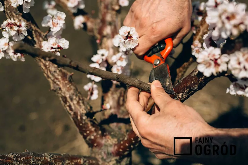 Przycinanie starych pędów kwitnących wiśni