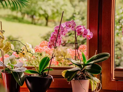 Nawóz bananowy do storczyków