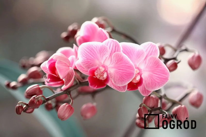 Różowy storczyk na parapecie