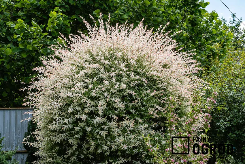 Wierzba Hakuro Nishiki w formie szczepionej na pniu z kulistą koroną liści Wierzba Hakuro Nishiki w ogrodzie