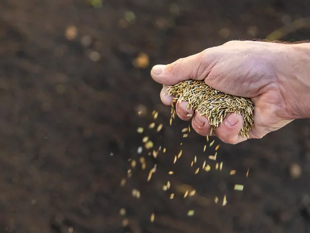 Kiedy siać trawę