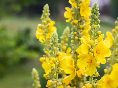 Dziewanna wraca do łask