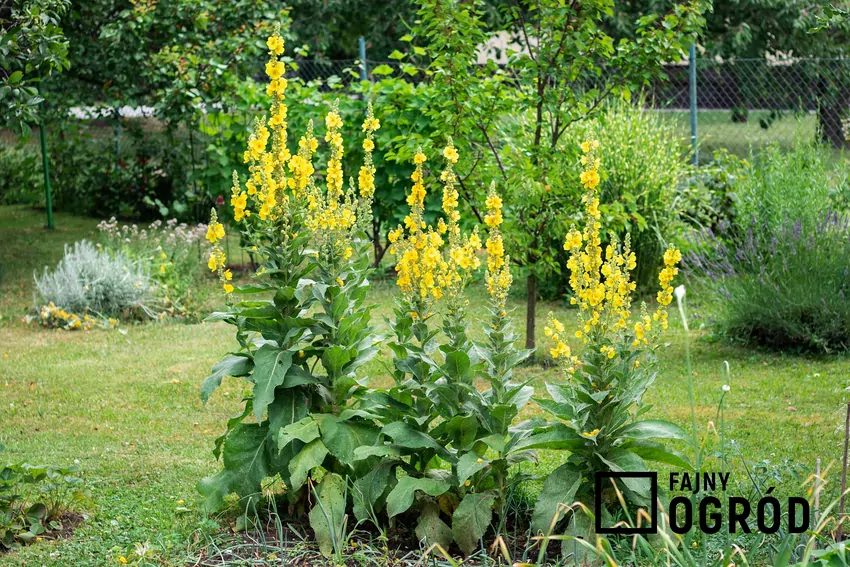 Kwiaty dziewanny w ogrodzie