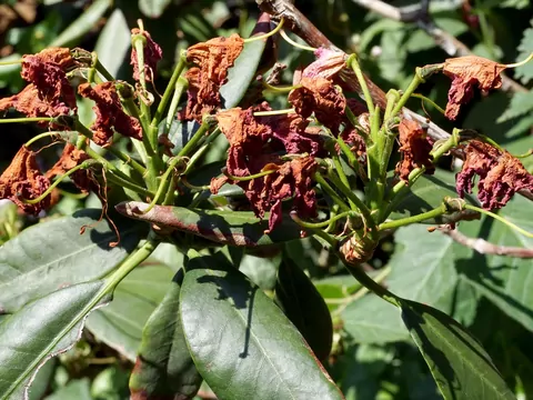 Choroby rododendronów