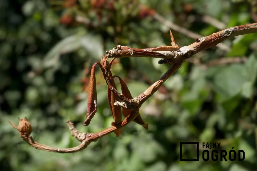 Zniszczone pędy rododendronów w czasie choroby