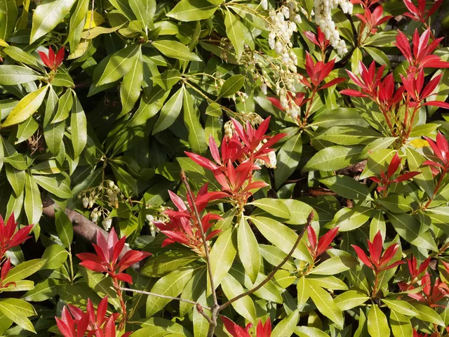 Pieris japoński w ogrodzie