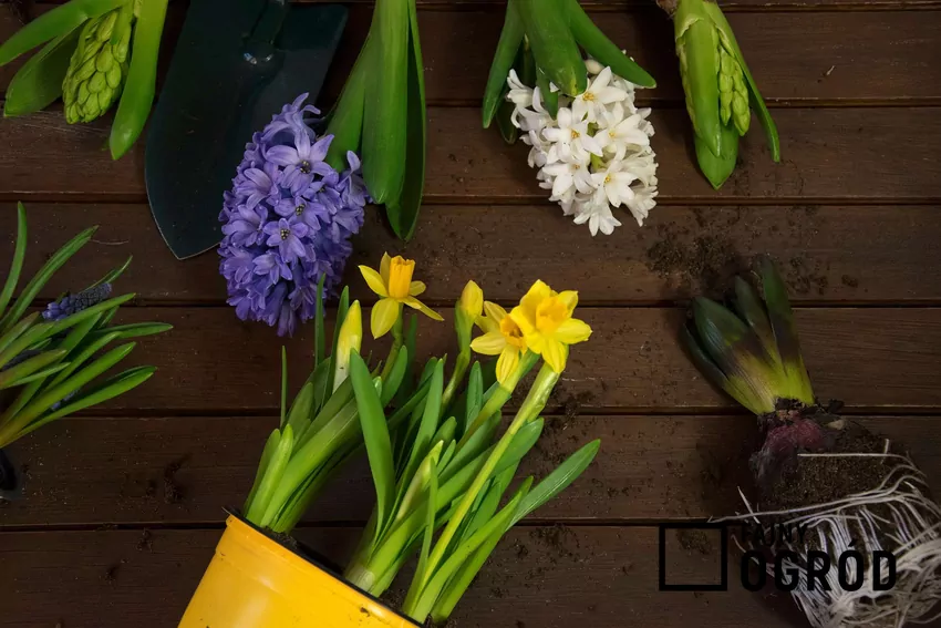 Rośliny cebulowe w doniczkach
