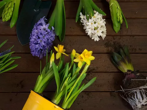 Sadzenie cebulek kwiatowych zimą na parapecie