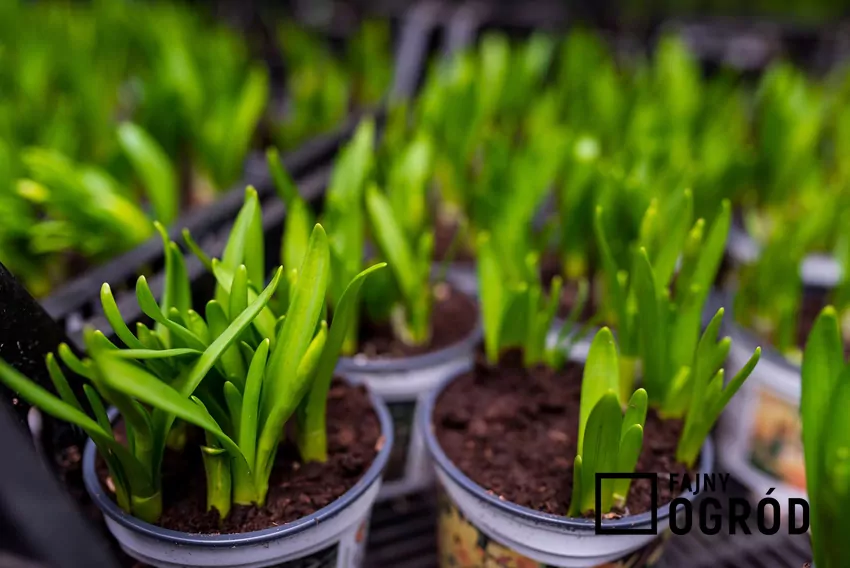 Posadzone tulipany w doniczkach