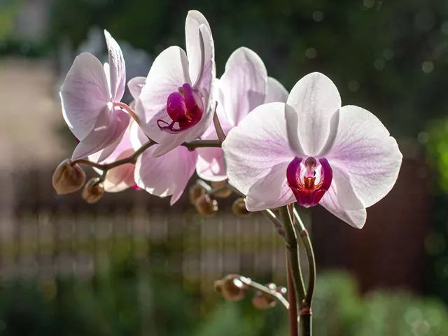 Odżywka do storczyków