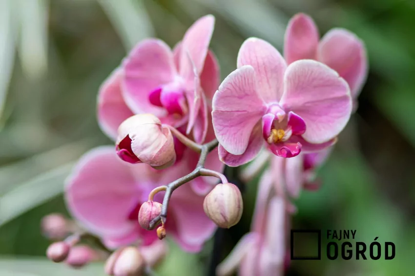 Różowy storczyk w doniczce