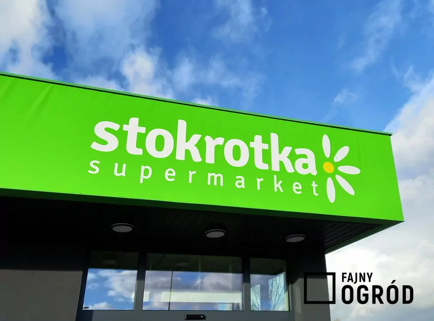 Stokrotka