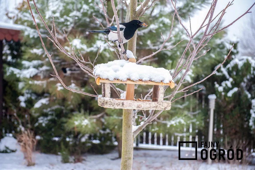 Sroka na karmniku dla ptaków