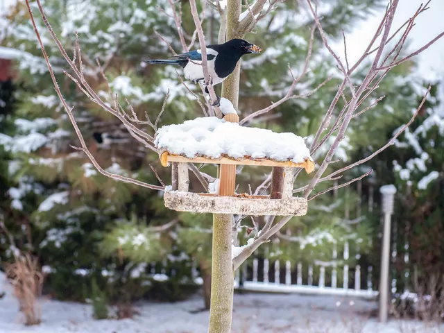 Dokarmianie zwierząt zimą