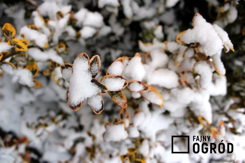 Krzewy pokryte śniegiem