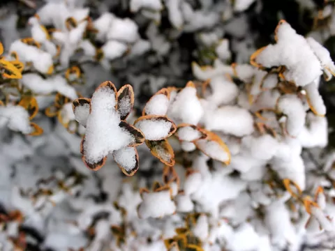 Prace w styczniu na działce i w ogrodzie
