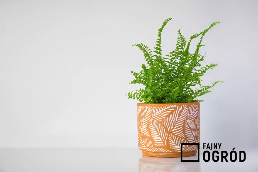 Paprotka w doniczce na jasnym tle, a także porady, jak podlewać paprotkę domową krok po kroku