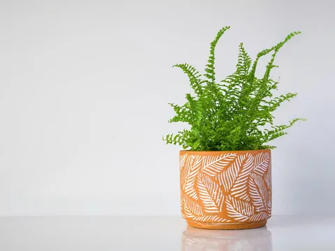 Jak podlewać paprotkę w domu