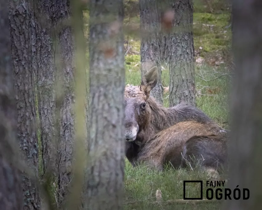 Jak się zachować i co zrobić w przypadku spotkania łosia w lesie? Łoś w lesie siedzący za drzewem, a także spotkanie w lesie z łosiem krok po kroku