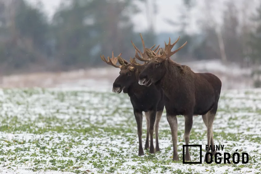 Spotkanie w lesie z łosiem krok po kroku - porady, jak się zachować Dwa łosie na polanie przed lasem oraz co zrobić w przypadku spotkania łosia w lesie