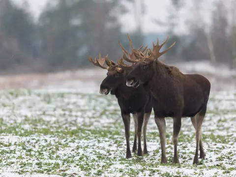 Spotkanie z łosiem: atrakcja czy strach