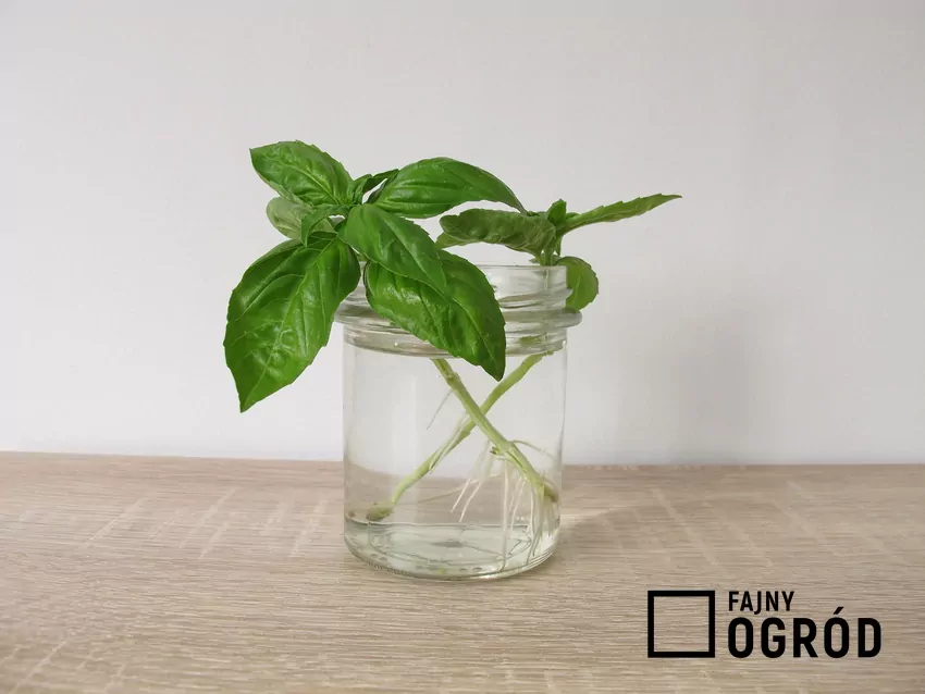 Sadzonkapędowa wierzchołkowa umieszczona w naczyniu z wodą rozwinie po pewnym czasie własne korzenie