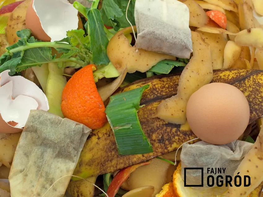 Zarówno skórki z banana, jak i fusy z kawy i herbaty, a także skorupki z jaj można wykorzystać do nawożenia roślin - ale zgodnie z ich wymaganiami