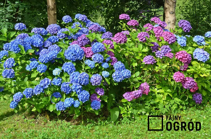 W ogrodowej uprawie można spotkać dziesiątki gatunków i odmian hortensji