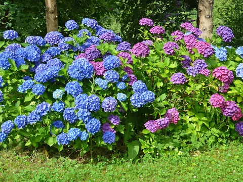 Nawożenie hortensji domowymi sposobami