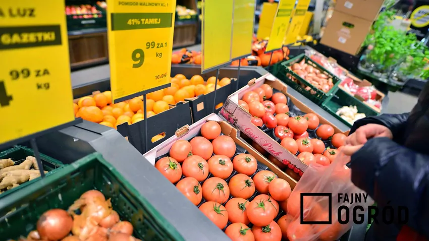Wybieranie pomidorów w Biedronce